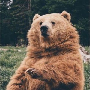 Meet your Posher, Allie